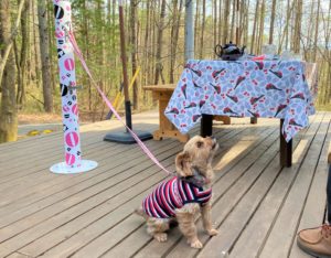 テラス席とペット（犬）